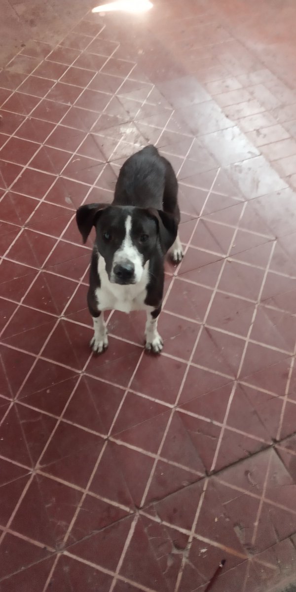 BelenGuzman69's tweet photo. ADOPCIÓN PARA FRANCO!! Debe tener 6 meses, es muy pequeñín pero pinta pa crecer. Llevo a domicilio y la castración es a mi cargo obvio. Lo encontré así que si alguien reconoce su flia tbn! Difundir pa que este bebé encuentre el lugar donde lo amen muxo https://t.co/DBVovwTh1v