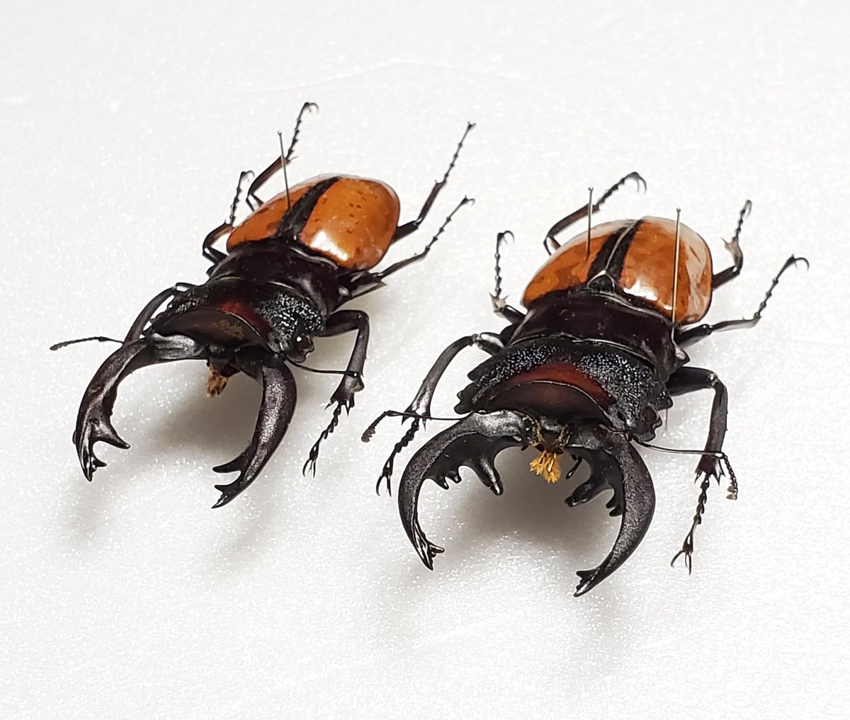 Odontolabis vollenhoveniti ボーレンホーベンツヤクワガタ 左82.0㎜右