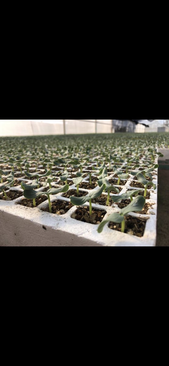 _PerfectProduce's tweet photo. We are excited to start our new season. Great things are coming, please stay tuned. #SunFed #PerfectProduce #newbeginnings https://t.co/D7tjzlCRVw