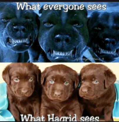 harrypottermem9's tweet photo. 😂 #HarryPotter #magic #memes #epic https://t.co/mgpxnA9dkH