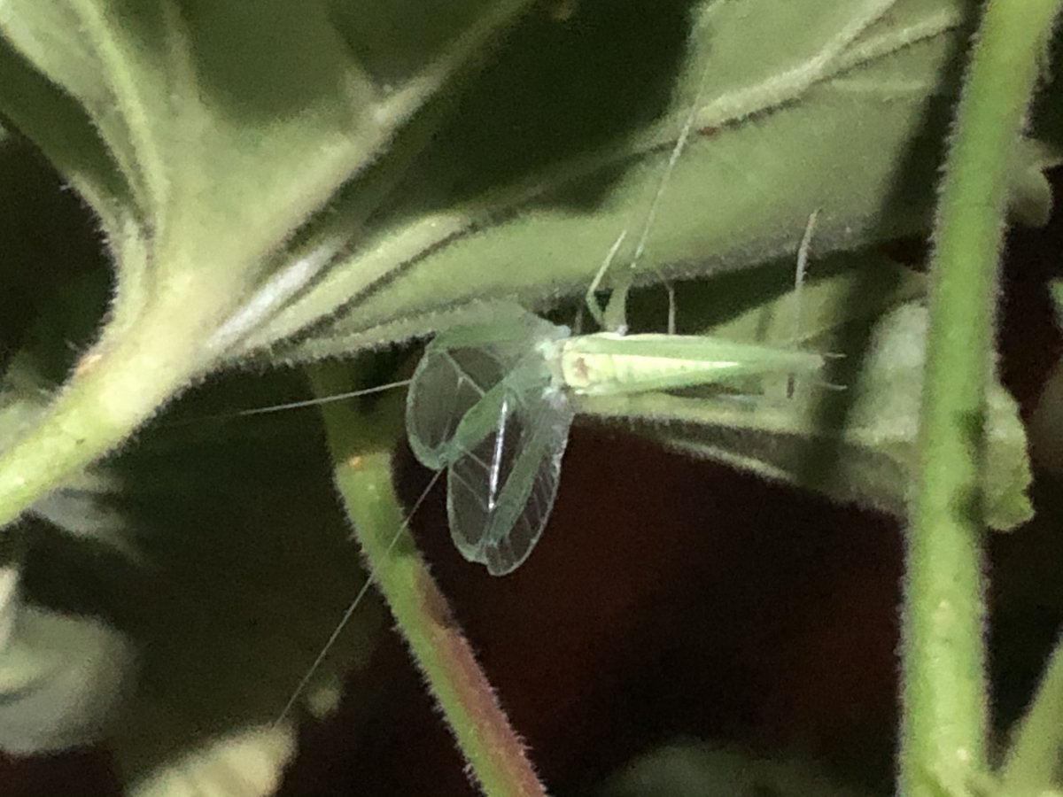 ianlendler's tweet photo. This is completely awesome. I’ve spent my whole life hearing crickets chirp on summer nights. I finally found one willing to sit still for my flashlight. 

Attenborough, here I come! 

#crickets #backyardbiodiversity #summernights https://t.co/Bdl8ZeWyZx