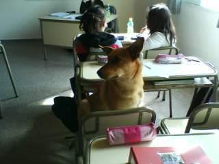 GuillaPretini's tweet photo. Esta semana despedi a mi perra Chavela.. mi amiga por 10 años y mi compañera de escuela por 2 años (y faltaba menos que los humanos).. muchos recuerdos! que lindo es compartir la vida con mascotas 🙌🏻 https://t.co/unPG56cEHA