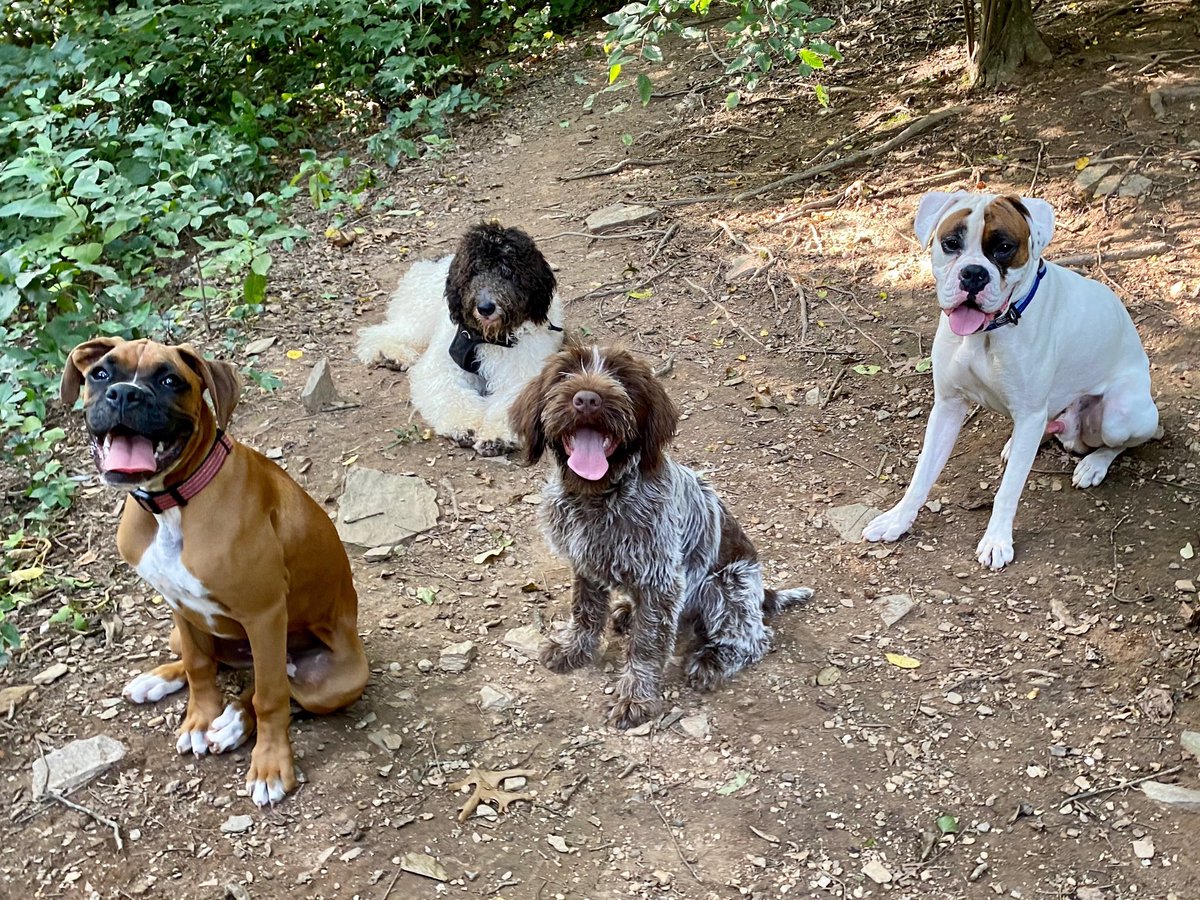 TomGarrett15's tweet image. Gunner is practicing a little social distancing this Labor Day weekend...but I think the boxer is inside his six foot safe zone.