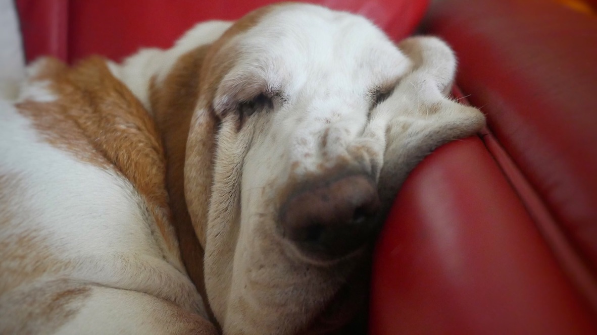 What kind of dog is this (wrong answers only)