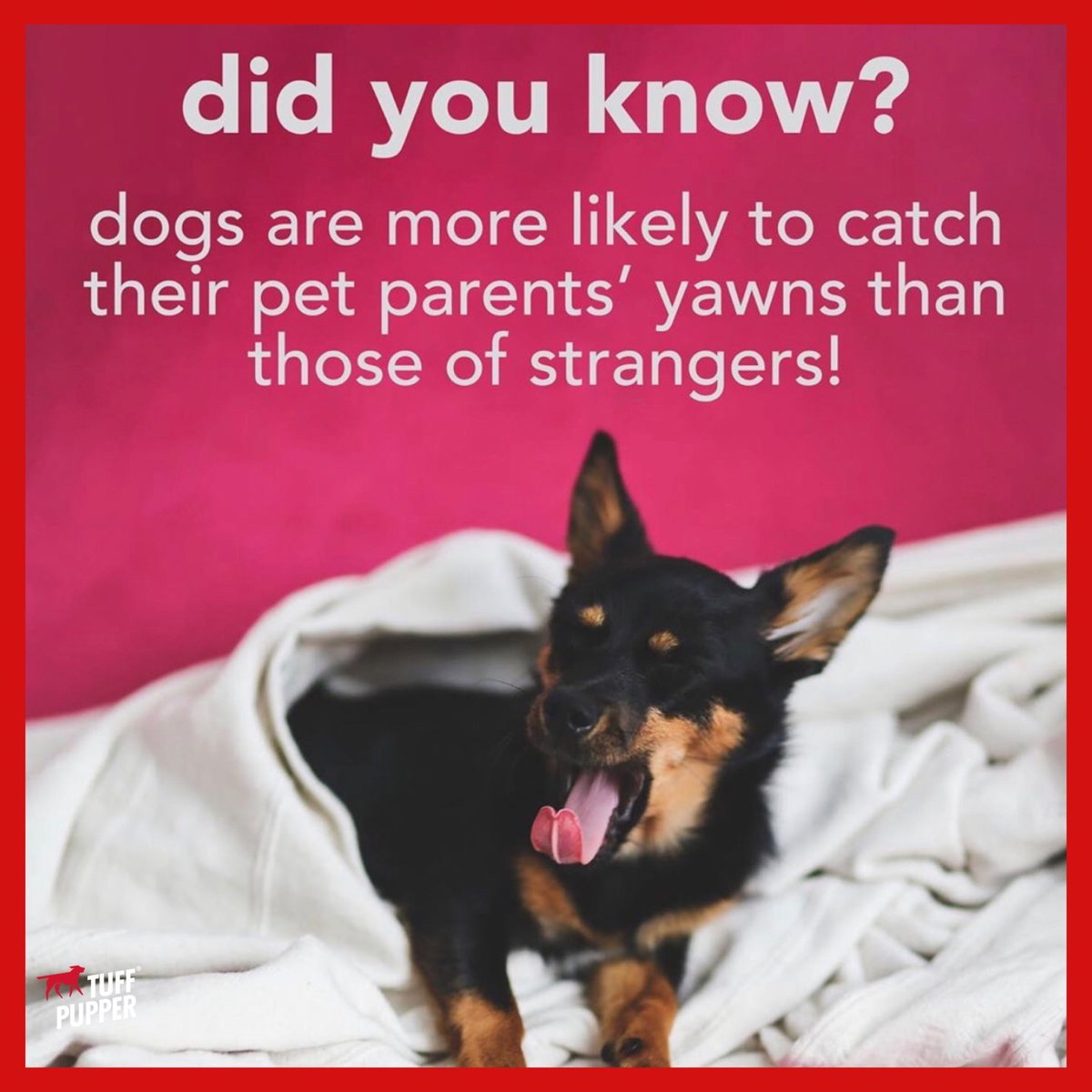 TuffPupper's tweet photo. And vice versa! 🥱 https://t.co/Run7FBn00l