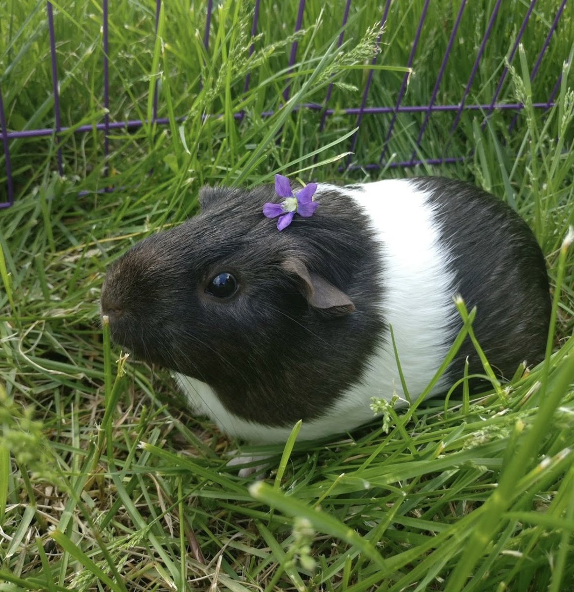 kevin/kev- my first pig- wanted a guinea pig named kevin but they only had females... didn't give a shit- literally always up in my damn business- always doing smth she shouldn't be - my actual bb even tho she tries to murder me when i trim her nails- lazy- top of the herd