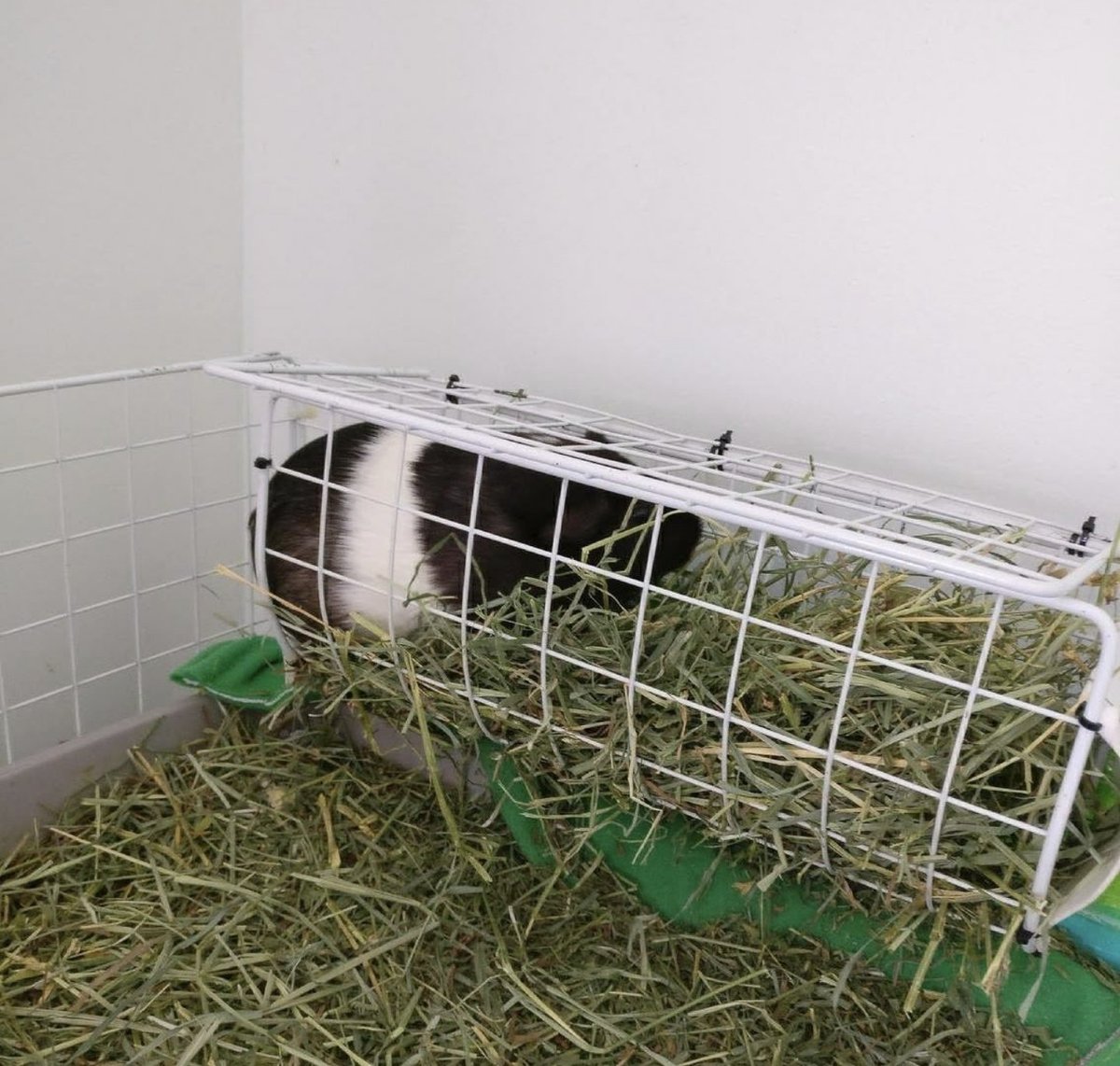 kevin/kev- my first pig- wanted a guinea pig named kevin but they only had females... didn't give a shit- literally always up in my damn business- always doing smth she shouldn't be - my actual bb even tho she tries to murder me when i trim her nails- lazy- top of the herd