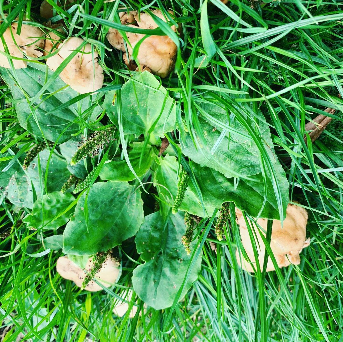 Dagenham_CV's tweet photo. Photos from today’s litter pick. Three bags cleared, plus I was lucky enough to see a heron and have a huge cricket jump on my shoulder! Wonderful way to spend a Saturday morning! Would you believe this is in Dagenham?? #litterpick #CleanUp @Cleanup_UK @dagenhamwin @lbbdcouncil https://t.co/owO2uWoAhs