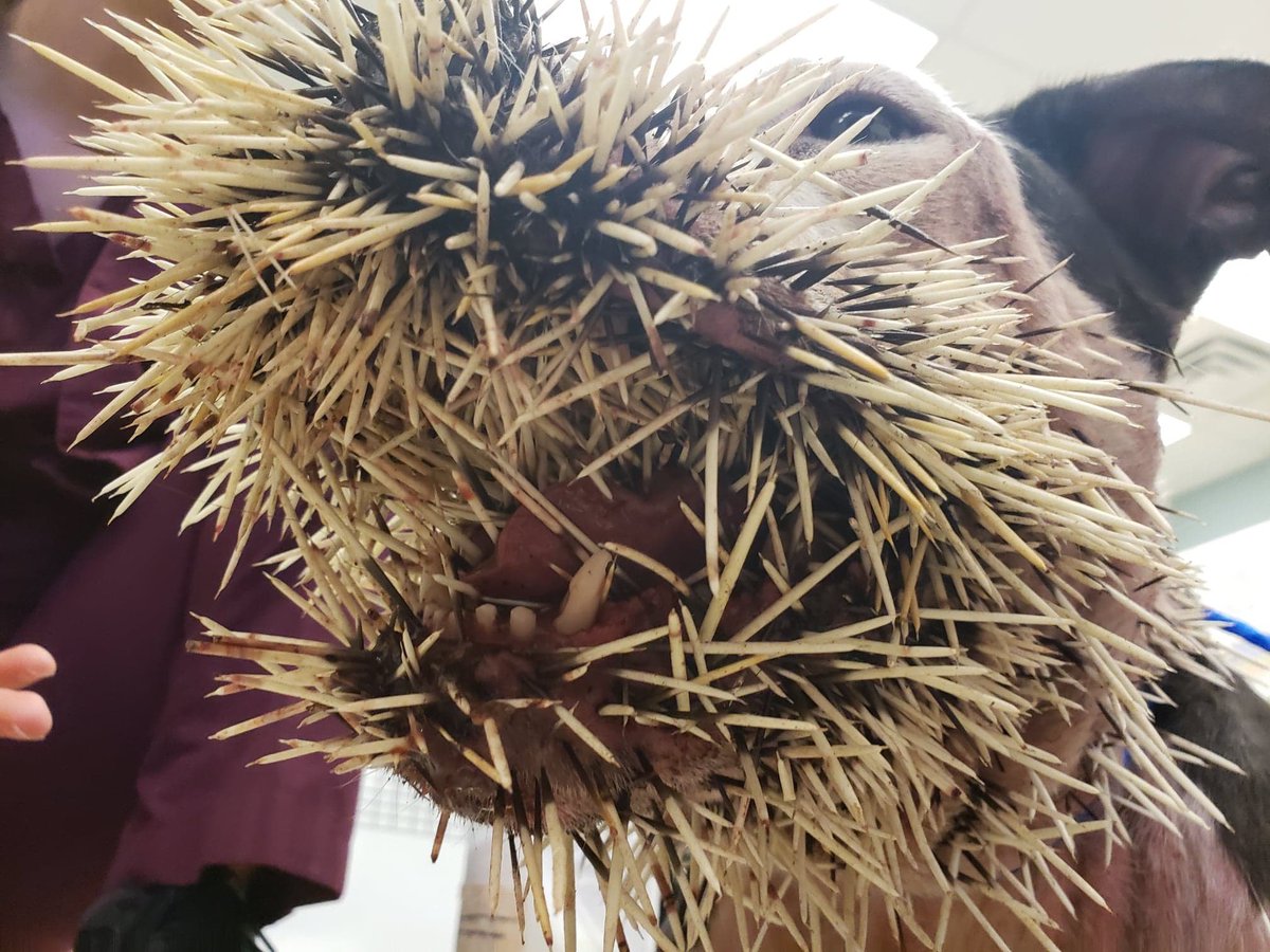 Hbact2669's tweet photo. @FDGenetics @beefrunner It’s that time of year for porcupines https://t.co/RyeVSOTr8K