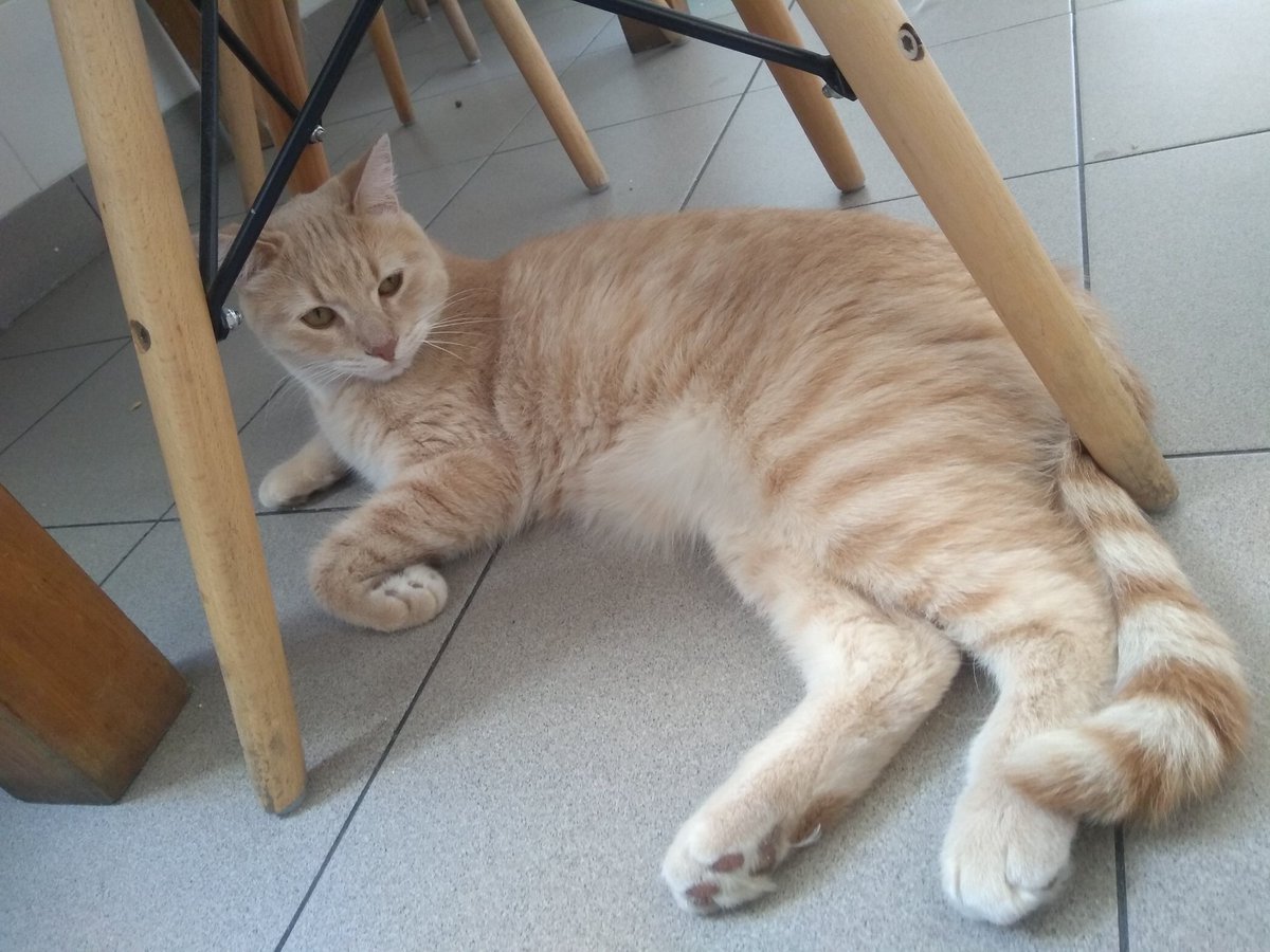 JotaDO's tweet photo. Diagonales y curvas. Todo en tono "orange". 
Cuando busques un gato fíjate que te combine con los muebles. 

#TipsDeco https://t.co/H1Cjabfr3w