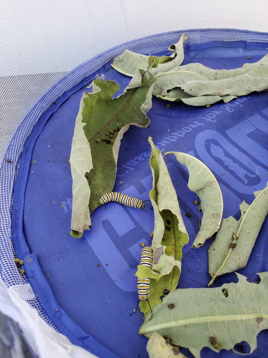 MomentsRm's tweet photo. Hungry caterpillars!  Documenting for second grade life cycle unit...
@RLCPrincipal @RLC_Coyotes #BetterTogether #rlc2021 https://t.co/4lVUA4pdWM