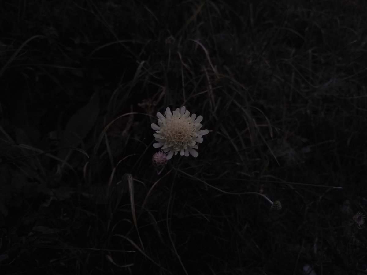 grustniytrun's tweet photo. Благодаря @neZaznaika я вдохновилась сделать тред эстетичных фоток который буду обновлять время от времени
Начнём https://t.co/AVVLQvn6Vg