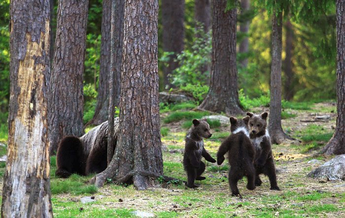 Everybody stop doom scrolling and look at these baby bears having a dance battle in the woods
