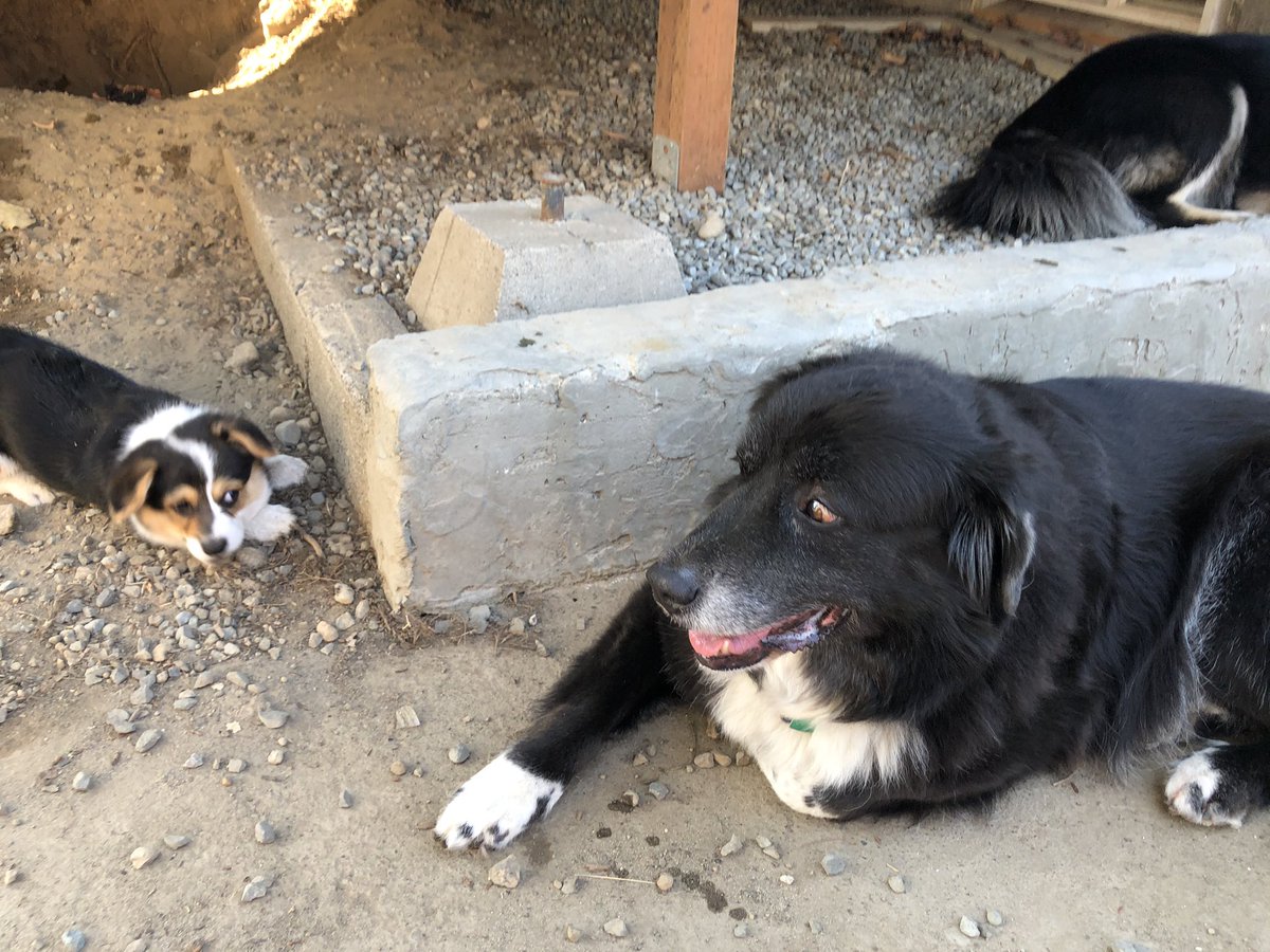 Once tired of digging, she approached Greyson and Lucy to play. Sort of.