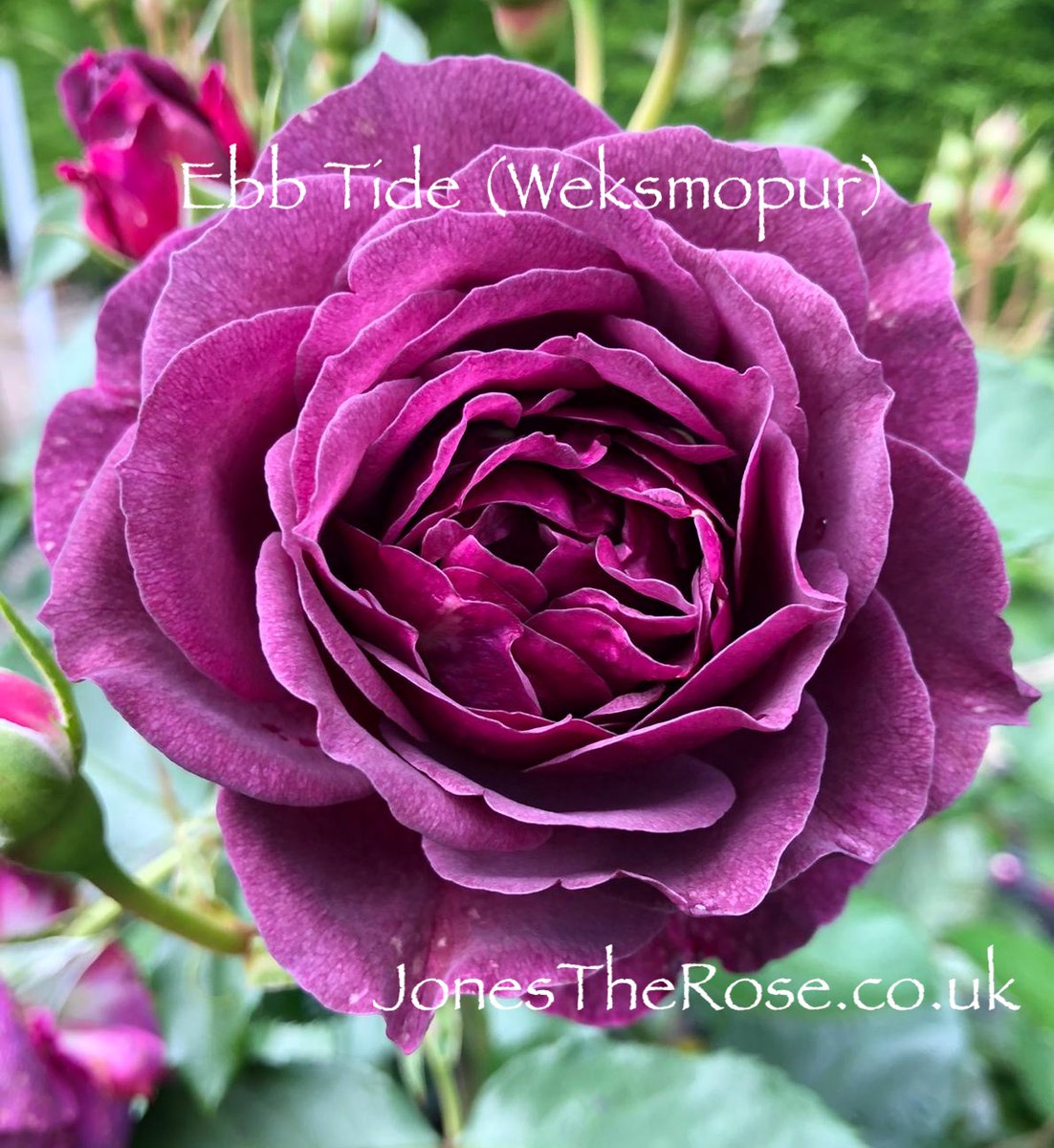 JonesTheRose's tweet photo. Ebb Tide is showing off still in the sales beds... just goes on for ever, this one! https://t.co/3TRIVvoRcA #PurpleRose #weeksroses #roses #jonestherose #therosepeople #roseexperts #purplerose #sweetscented https://t.co/jtfd4pqCGT