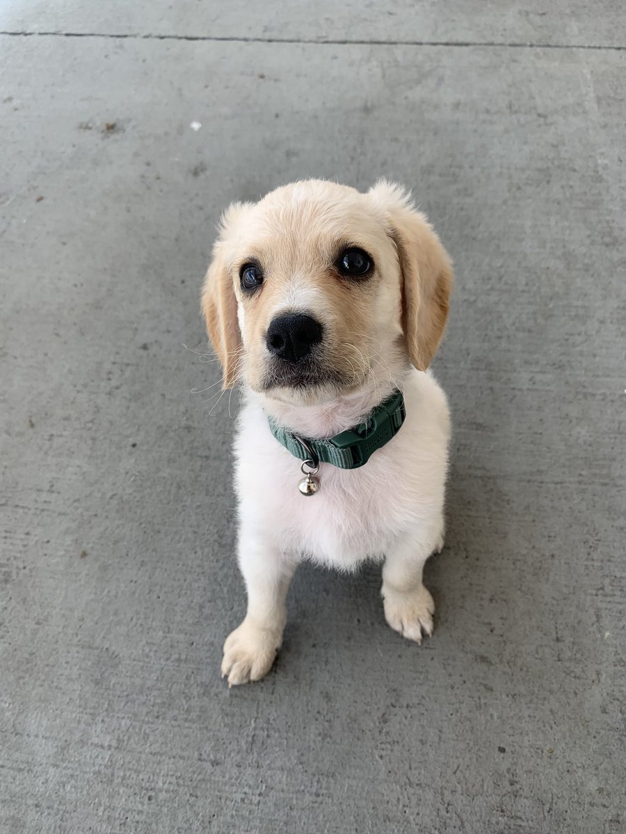 MackenzieMosier's tweet photo. How could you not love this 💛 https://t.co/MBrc8ZtM7f