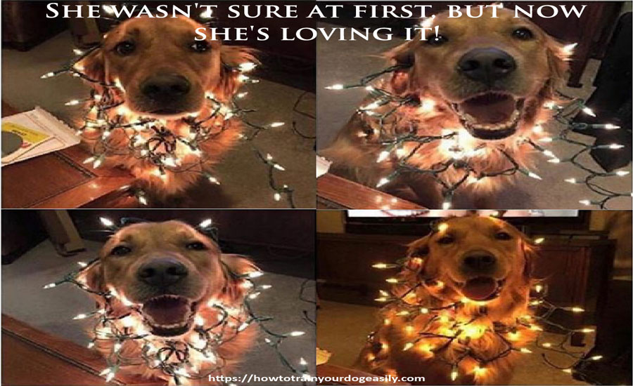 FNotpit's tweet image. She wasn't sure at first but now she's loving it!
howtotrainyourdogeasily.com
#howtogetadogtostopbarking #aggressivedogtraining #howtostopapuppyfrombarking
#aggressivepuppybiting #dogbehaviorist #leashtrainingapuppy #dogbehaviortraining #howtotrainadogtoheel #howtostopyourpuppy