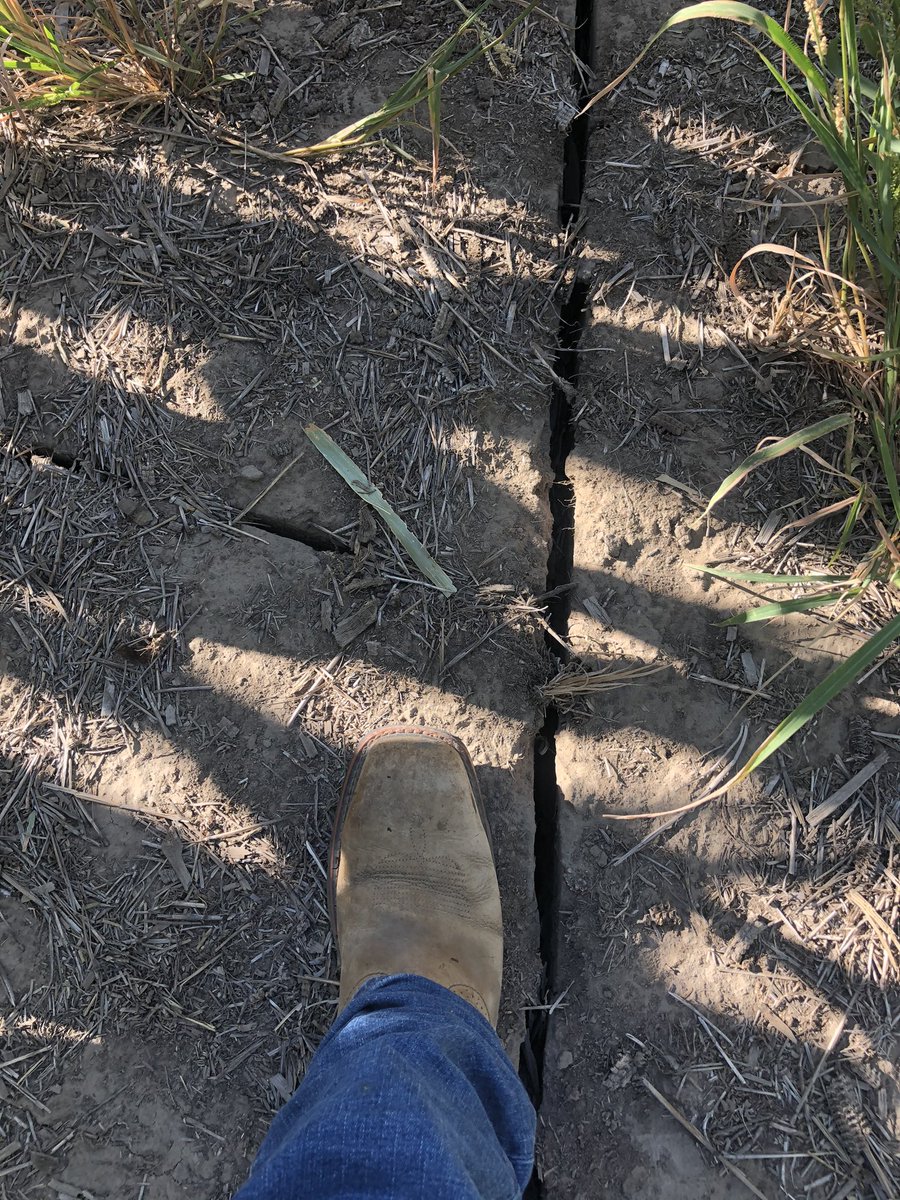 Drought tolerances are being pushed to the hybrids limit this year. <a href="/PioneerSeeds/">Pioneer Seeds U.S.</a> P0622AML/Q is holding strong. 1.8” rain since May 1 18k pop