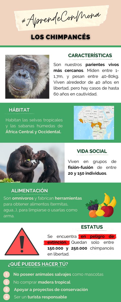 FundacioMona's tweet photo. Aquest #Dilluns acabem la secció sobre #GransSimis de l'#AprènAmbMona amb els #ximpanzés 👇
https://t.co/V9iYO5pbNl
·
·
·
Este #Lunes acabamos la sección sobre #GrandesSimios de #AprendeConMona con los #chimpancés👇
https://t.co/CyAygdKvmw https://t.co/W54Y5cGWGy