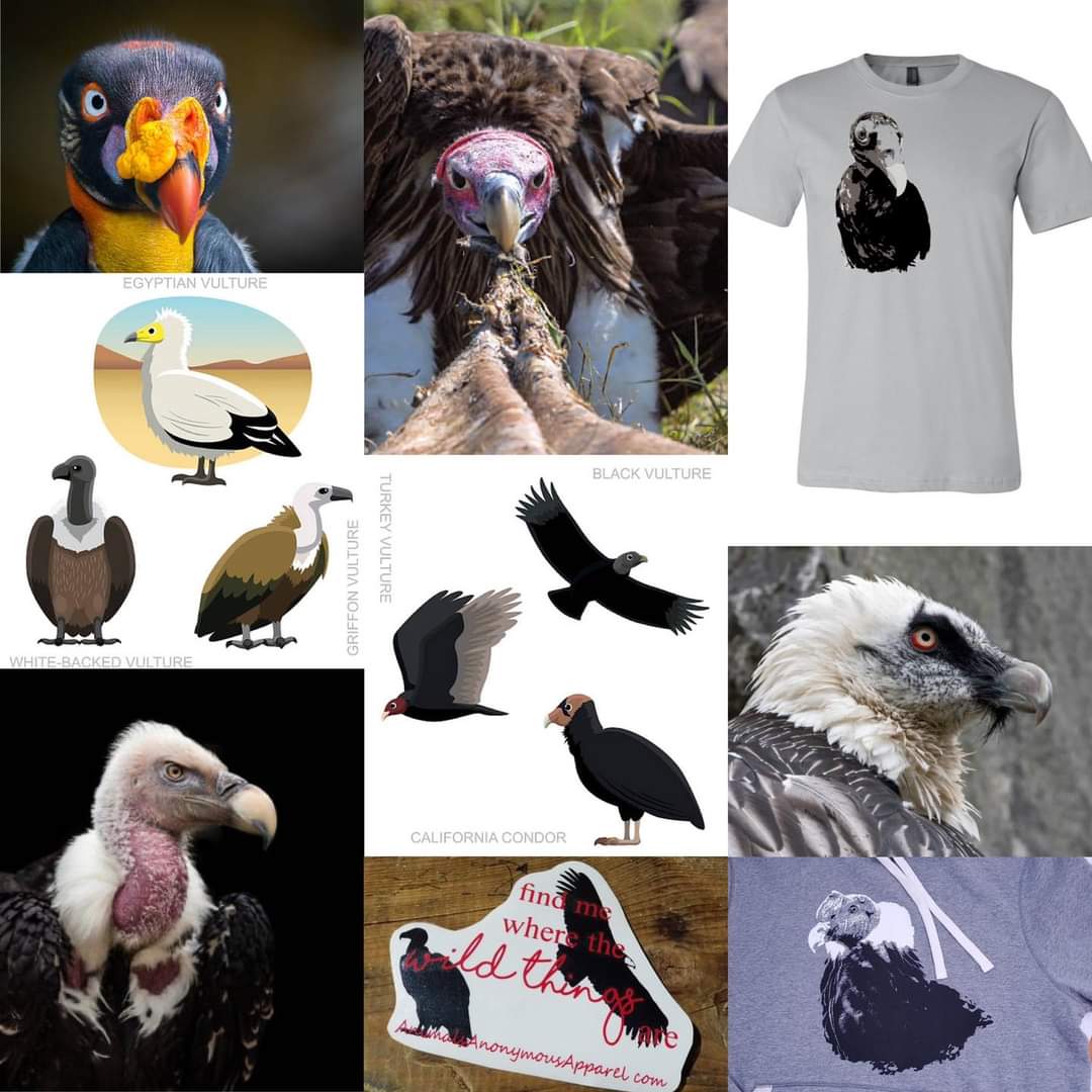 AnimalsAnonym's tweet photo. Today is International Vulture Awareness Day!

Did you know there are 23 species of vultures? You can find them on every continent except Antarctica. Despite how widespread they are, they are becoming more and more threatened. 
#internationalvultureawarenessday https://t.co/2uTVN5k7lM