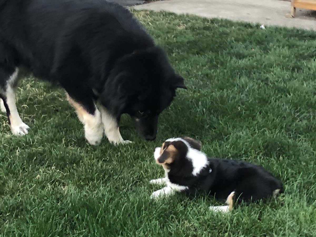 They ended up playing under the deck, and Kana got too rough. Lucy gave her a hard mom-style correction b0rk and scared Kana backwards into the Big Dirt Crater, but she couldn’t climb out. Puppy drama ensued. Five minutes later, all was forgiven.