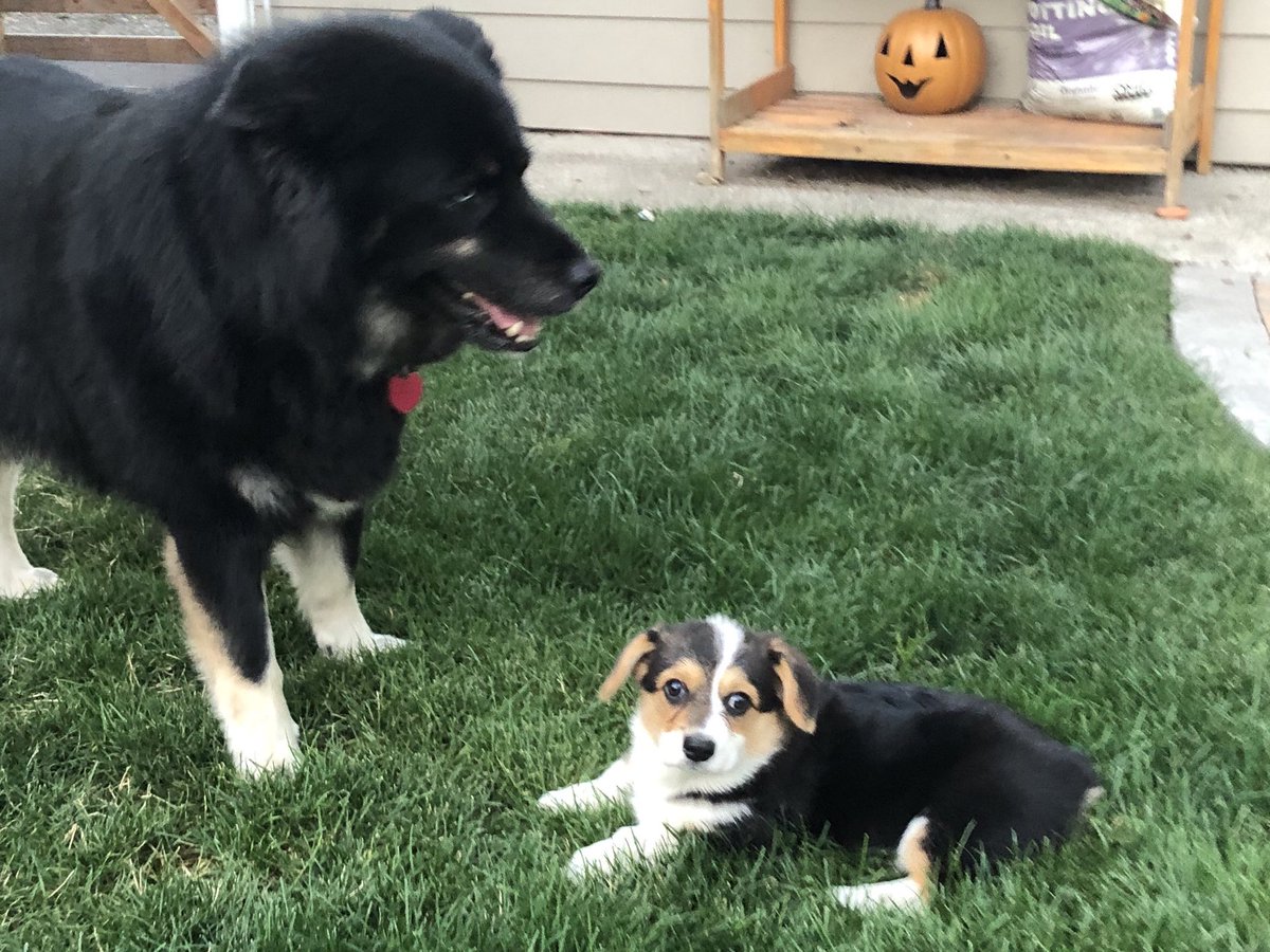 They ended up playing under the deck, and Kana got too rough. Lucy gave her a hard mom-style correction b0rk and scared Kana backwards into the Big Dirt Crater, but she couldn’t climb out. Puppy drama ensued. Five minutes later, all was forgiven.