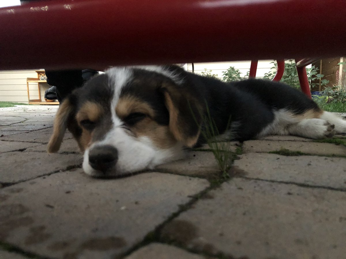 And at long last...she was pooped out enough to crash under a patio seat. It was time to go home.