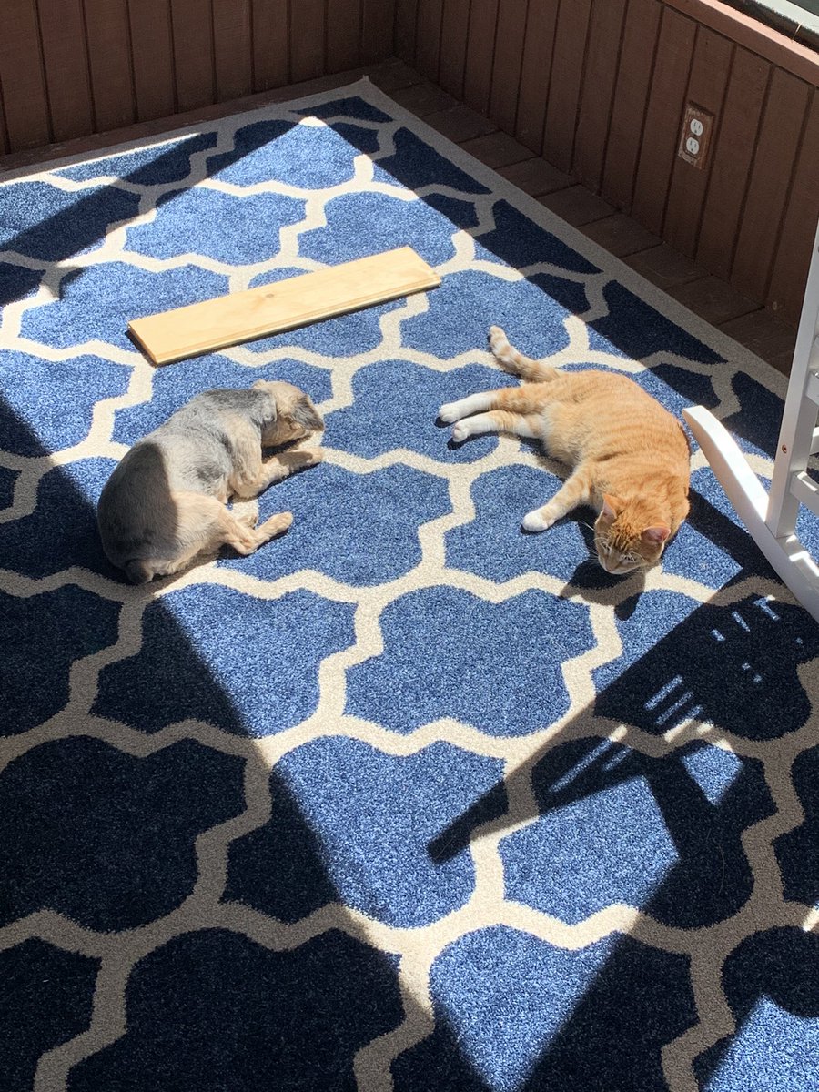JMooDesigns's tweet photo. Pets are given the day off at the JMoo studios this #LaborDayWeekend but they’re still checking out the inventory for a new sign being made today!  #dogs #cats #SaturdayThoughts #Caturday https://t.co/3tDjivu2kJ