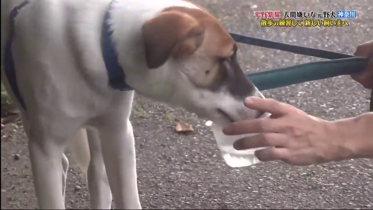 I always believe that dogs can tell the character of a person. Especially for a rescued dog like her who always have the guards up high, I was really touched at this when she initiated to close up the distance with Hirano when he fed her water!! 