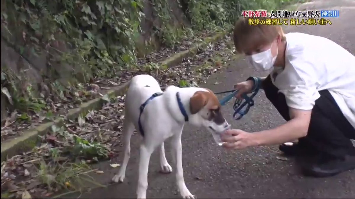 I always believe that dogs can tell the character of a person. Especially for a rescued dog like her who always have the guards up high, I was really touched at this when she initiated to close up the distance with Hirano when he fed her water!! 