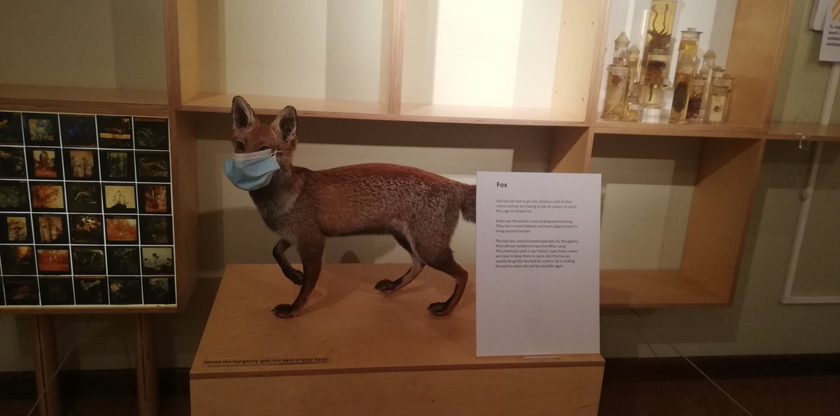 kylespencer1999's tweet photo. @derbymuseums is open and has a one way system that's very easy to follow &amp; it's covid safe! please nip in and have a look around!
Ps Mr fox was my highlight of the trip 😌😂 https://t.co/qhGlV0PncX