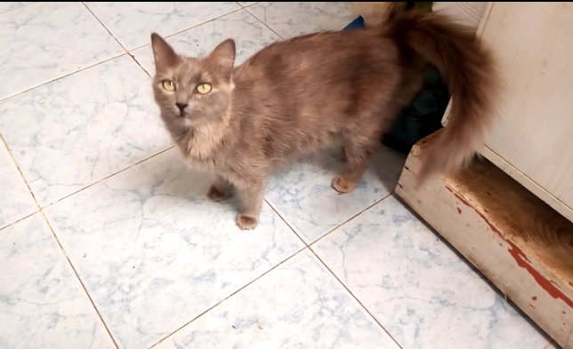 YATCHBANI's tweet image. youtube.com/channel/UCpYja…

#CatsOfTwitter #FunniestTweets