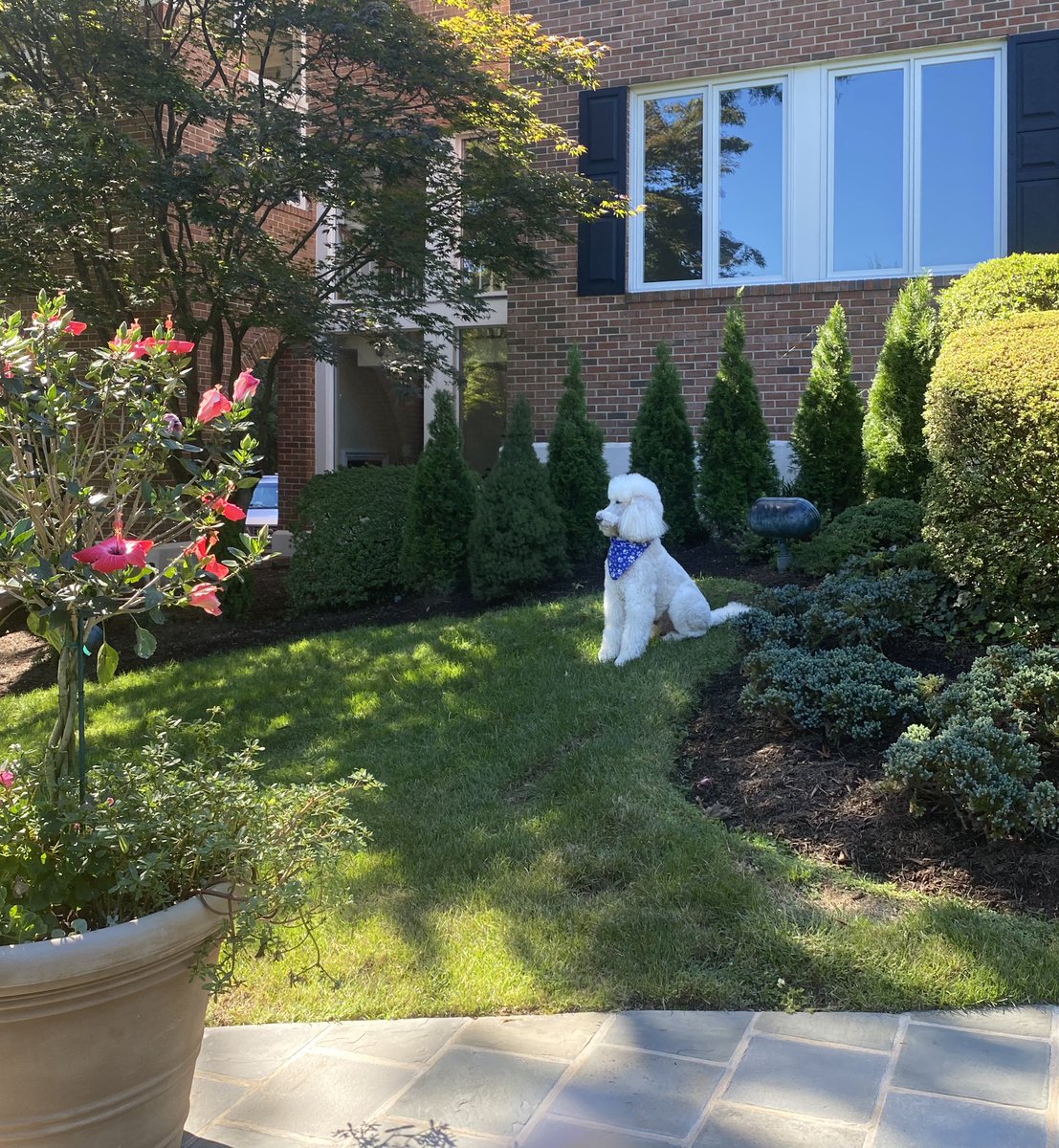 JudgeJeanine's tweet photo. Lance enjoying one of the last of summer’s Saturday’s. Stella, on the other hand, is probably out hunting digging and messing up her bath. 🤦🏻‍♀️ https://t.co/nqQN9PjF53