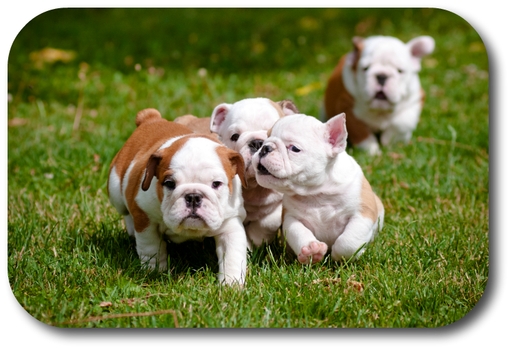 NoGaDogTraining's tweet photo. How Do I Get My New Puppy Happy with All the Stuff Around Him? You need to familiarize your puppy with the world around him. #dogtraining #dogtrainer #homedogtraining https://t.co/1jaVIc8KFj https://t.co/X57Cvl8oSp