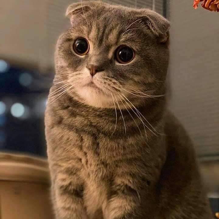ImmSoSaD_'s tweet photo. ✨น้อง❤️

#cat #animal https://t.co/wUwSaFpib3