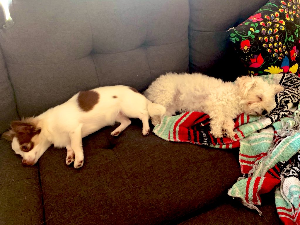 findingnebula's tweet image. the hard life of doggos #RubyLucy