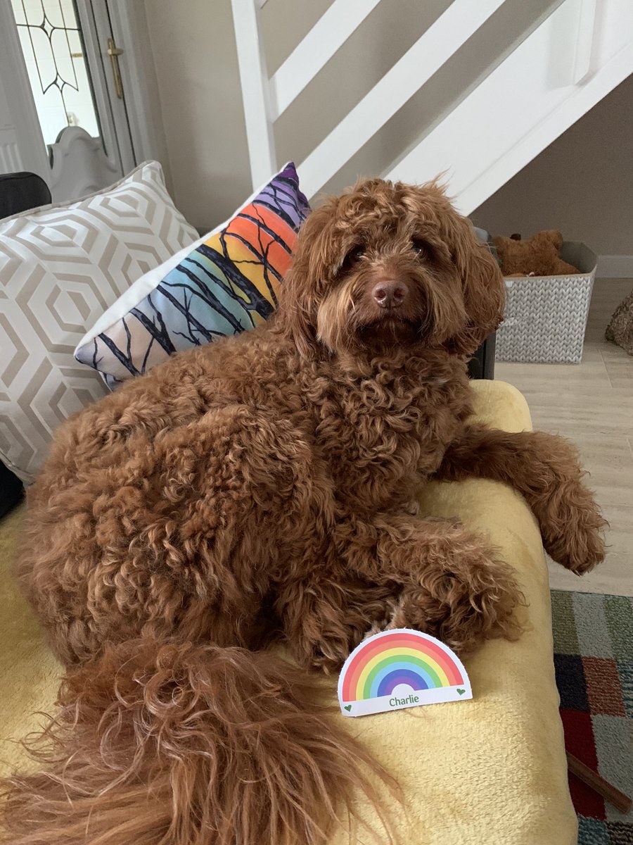 HaileyAgnes's tweet photo. #VIPrainbow@PetsatHome https://t.co/nMBjgE2xOv