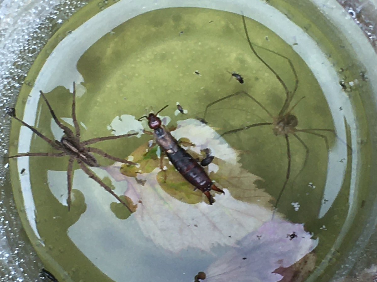 hub_observateur tweet media