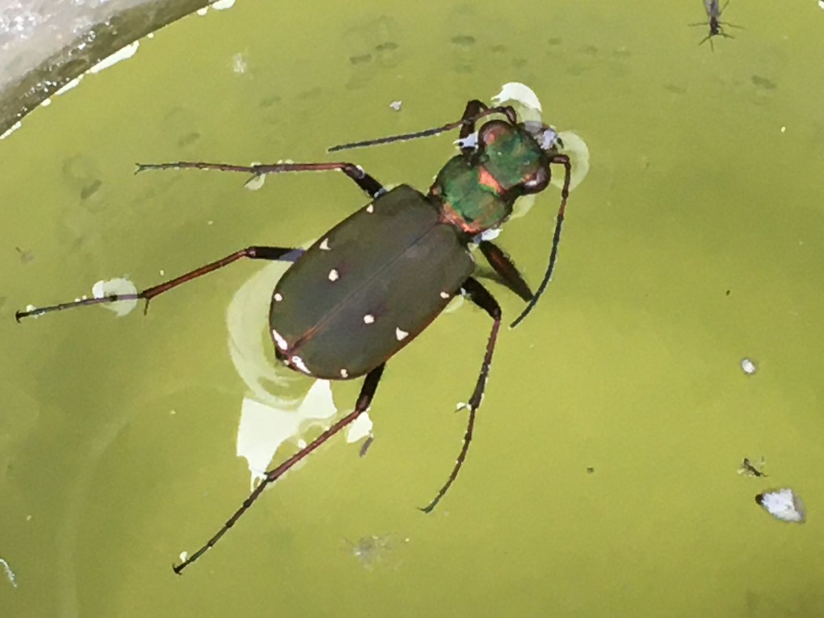 Cette semaine préparation de la journée du Bio-div du 12 Septembre à Mesbrecourt avec les différents intervenants et organisateurs .Repérage des observations proposées la bio-div est bien présente dans nos campagnes il faut savoir l'observer .