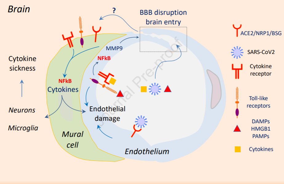 "Effects of COVID-19 on the nervous system" - A <a href="/CellCellPress/">Cell</a> Review from <a href="/costantinoiade1/">costantino iadecola</a>, Josef Anrather, and Hooman Kamel hubs.ly/H0vtfyV0
#COVID19 #CNS #PNS <a href="/WeillCornell/">Weill Cornell Medicine</a>