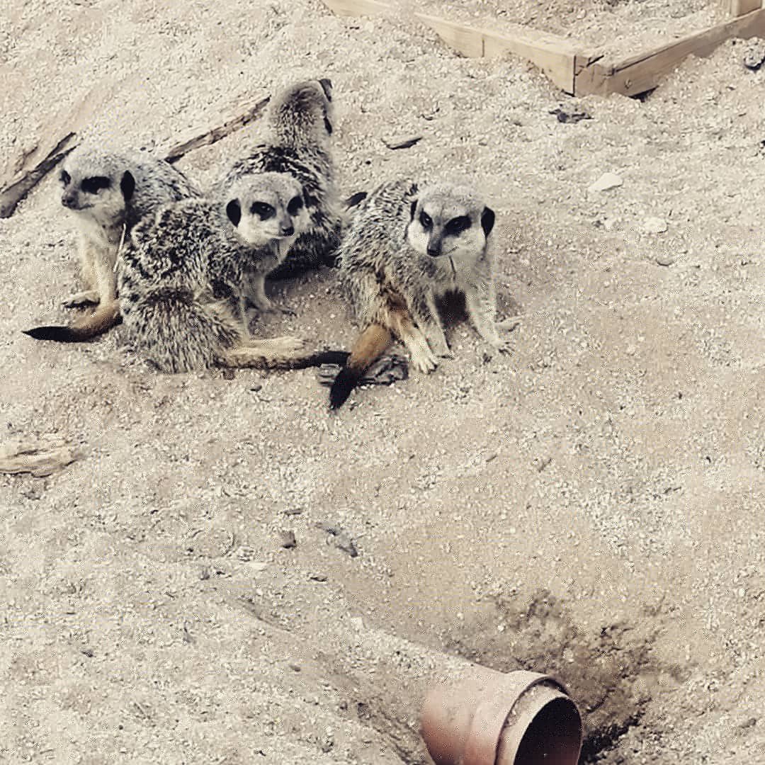 BenVealWrites's tweet photo. Wonderful return to @wild_place today! So many incredible animals to see and the new bear trail is a truly smashing addition. #wildplaceproject #conservation https://t.co/E38Tsv2itJ