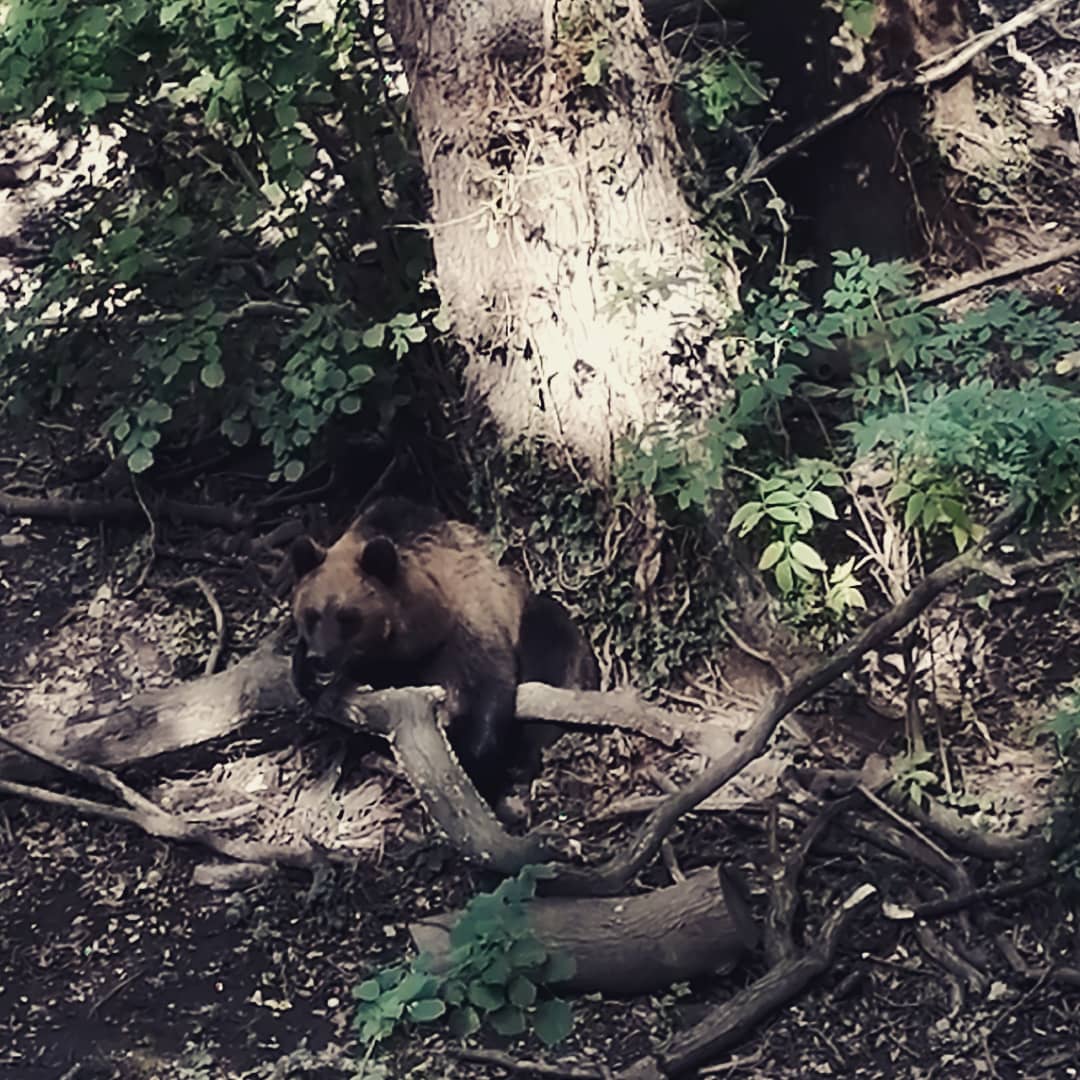 BenVealWrites's tweet photo. Wonderful return to @wild_place today! So many incredible animals to see and the new bear trail is a truly smashing addition. #wildplaceproject #conservation https://t.co/E38Tsv2itJ