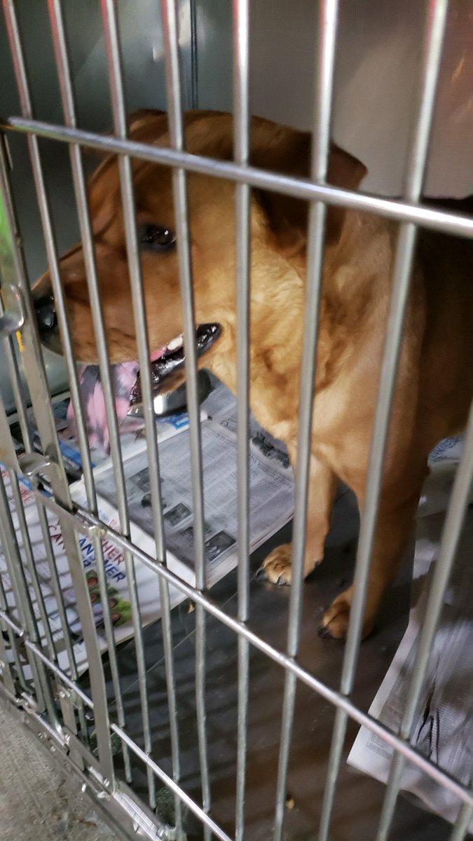 Nilespdil's tweet photo. FOUND DOG!

Found near Church and Greenwood. This chow mix is looking for its owner. No tags, and not chipped. Please share! Call 847 588 6500 for more information. https://t.co/gk8VbnWBm5