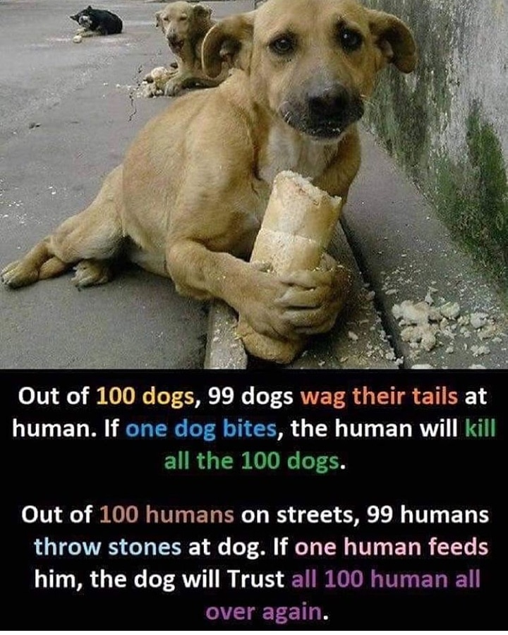 JamadarRayna's tweet photo. 😔😔😔😔 #savedogs #doglover #sad #animallover #takecareofdogs #💔 https://t.co/uZz2sezopj