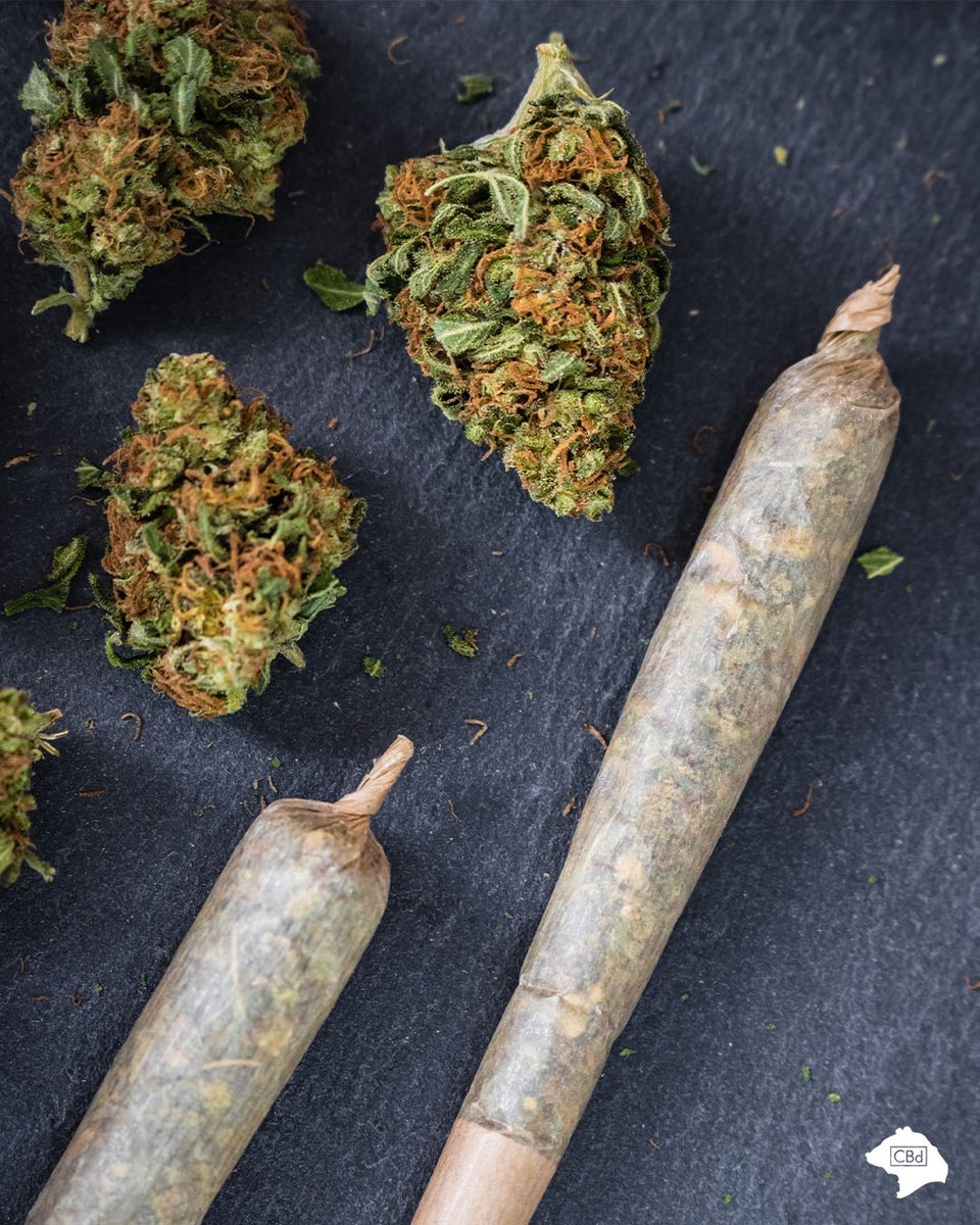 CaliBearCBd's tweet photo. Why drink and drive when I can smoke and fly? ~ #BobMarley

Enjoy, relax, share with friends &amp; enjoy the relief!

Stay tuned as a wide variety of #CBD &amp; #Hemp #Joints are coming to https://t.co/MW5gu7HJKm soon!

@calibearcbd #calibeareverywhere 
#cbdjoints #hempjoints #love https://t.co/VvFDqtqlbN