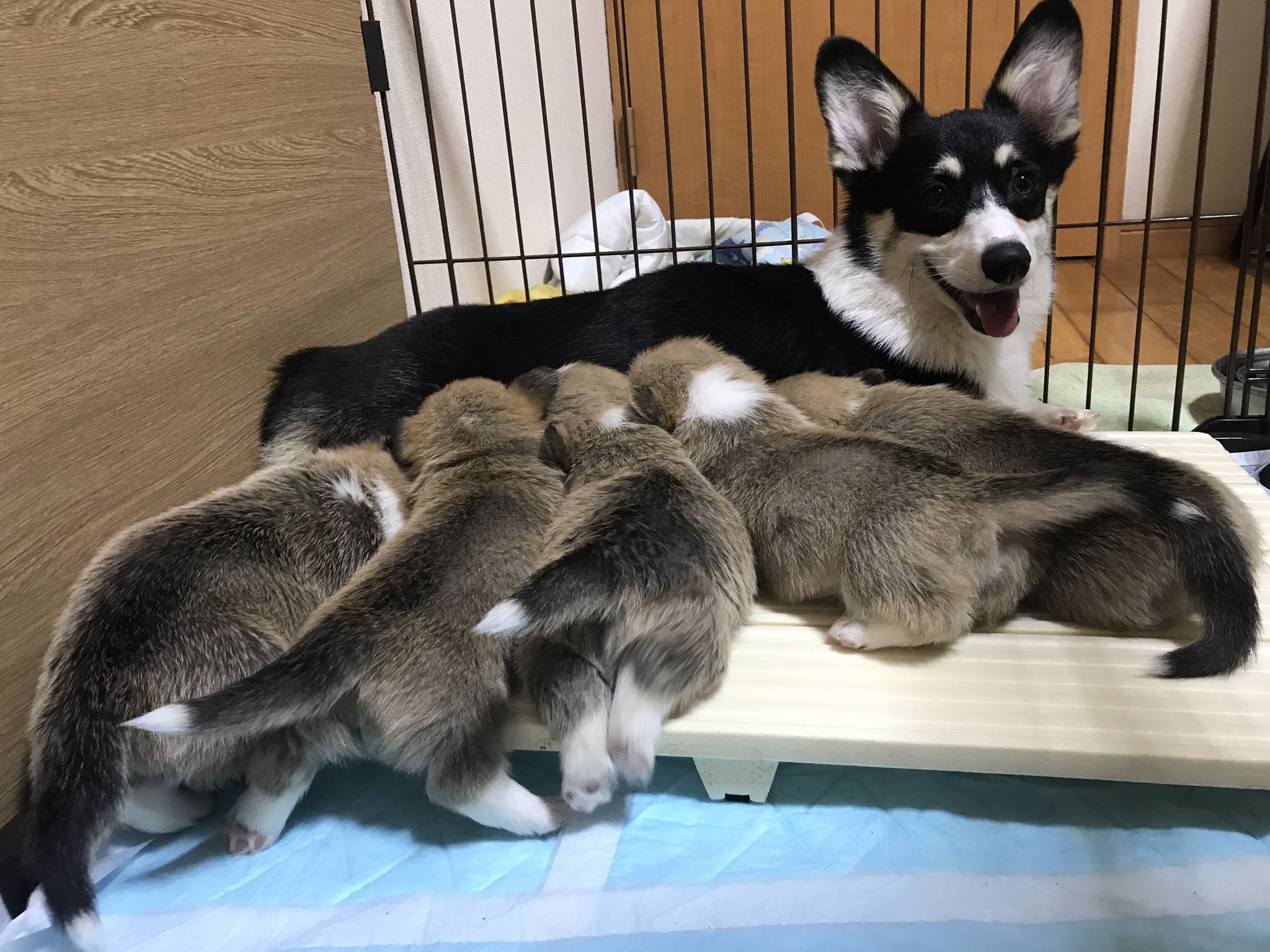 ウェルスターレッドコーギー犬舎 子犬たちが大きすぎて満員のドリンクバー コーギー コーギー子犬 コーギーブリーダー コーギー里親募集 里親募集 子犬販売 T Co Aqh3ukk603 Twitter