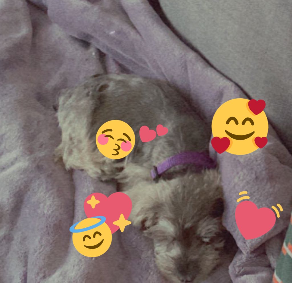 sardiine__'s tweet photo. baby taro https://t.co/VMMzSgsmiG