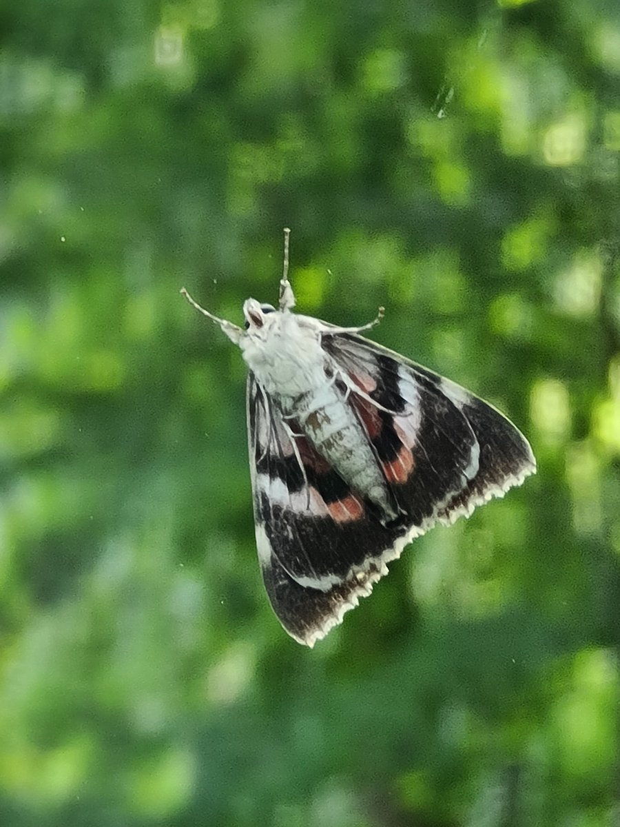 Welke soort is dit? Iemand? <a href="/lievenscheire/">Lieven Scheire</a>