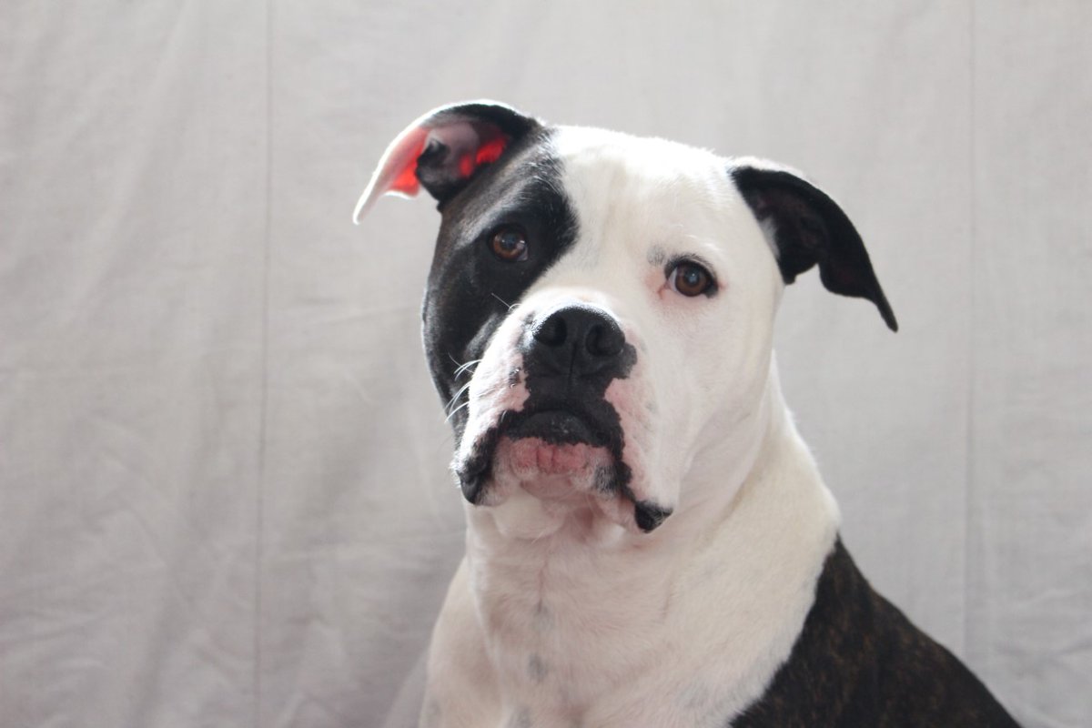 xLauJay's tweet photo. @silentnightbeds Diesel is adorabel.. Such a big softie! He loves people and adores cuddles. Diesel loves all food and always remains very polite and patient! https://t.co/1VLpSRIy7Y