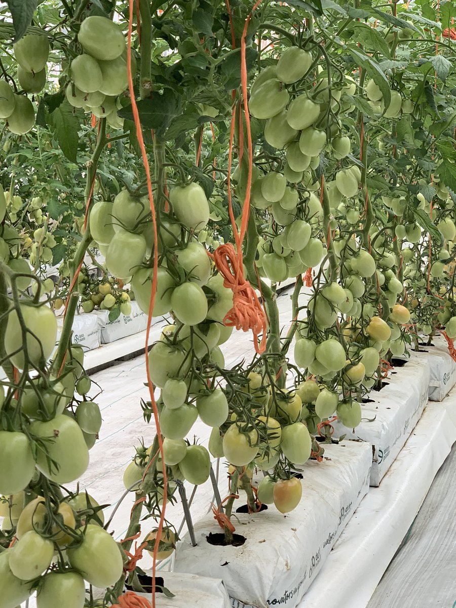 Green Peppers, SA, produciendo de manera sana y eficiente, con tecnología hidropónica. Volcancito, Boquete, Chiriquí. Puede encontrar nuestros productos en <a href="/Riba_Smith/">Riba Smith Panamá</a> y @se_rey City Mall David, Plaza Los Ángeles en Paso Canoas. Apoyemos al productor nacional.